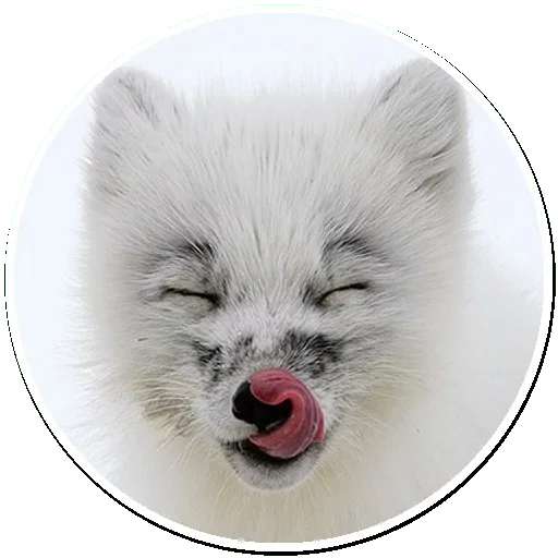 Arctic Fox stiker 😙