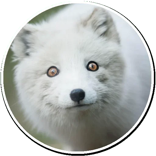 Arctic Fox sticker 😚