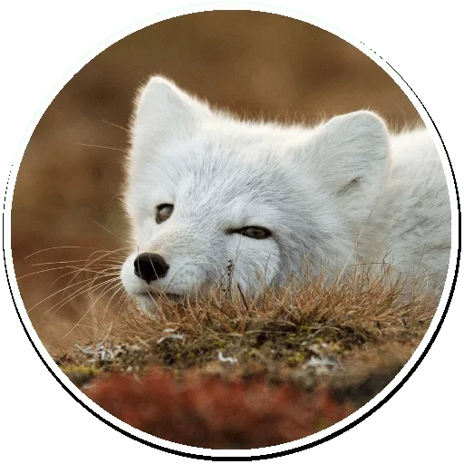Arctic Fox stiker 😚
