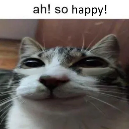 Cats memes emoji ☺️