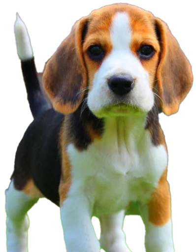beagle-1 sticker ?