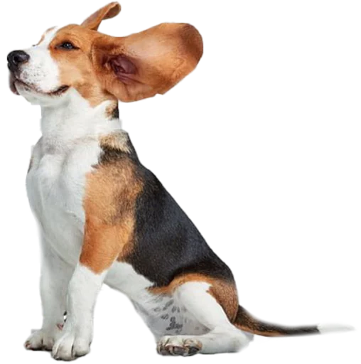 beagle-1 sticker ?