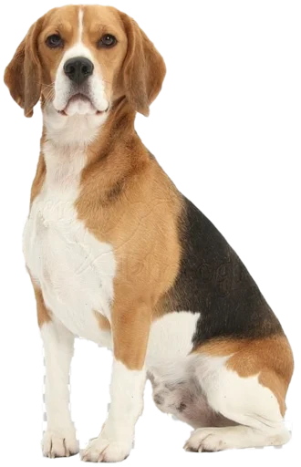 beagle-1 sticker ☺️