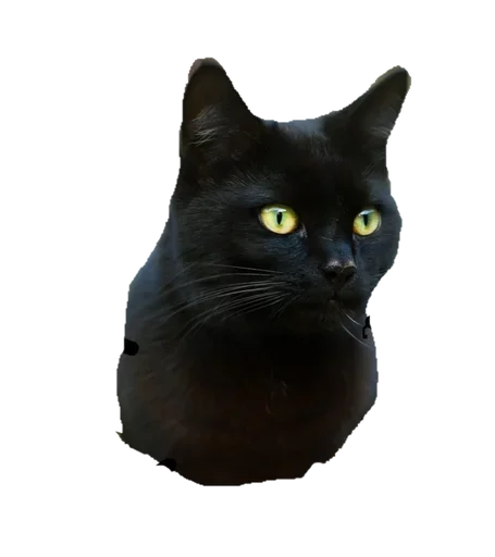 Black Cat stiker 😙