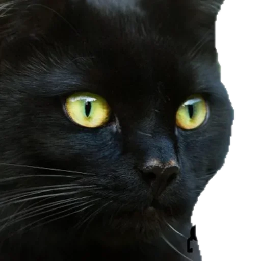 Black Cat stiker 😜