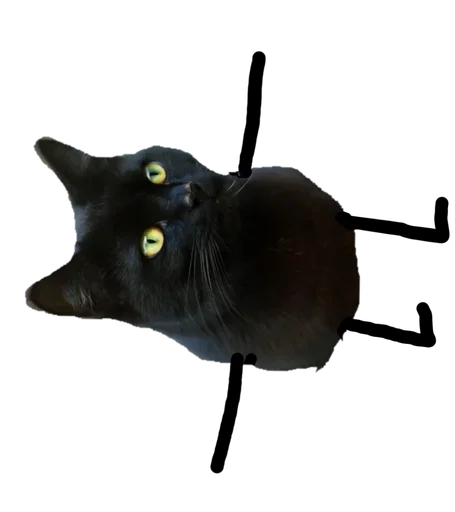 Black Cat stiker 🤪