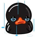 Black Duck stiker 😢