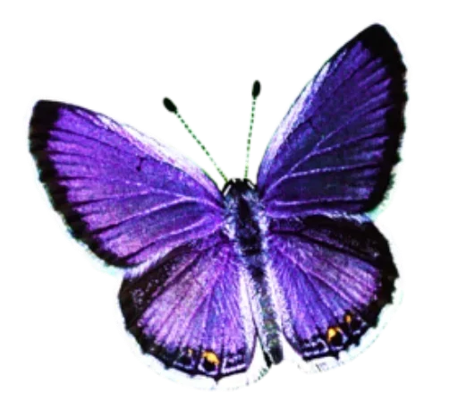Бабочки и Радость sticker 😏