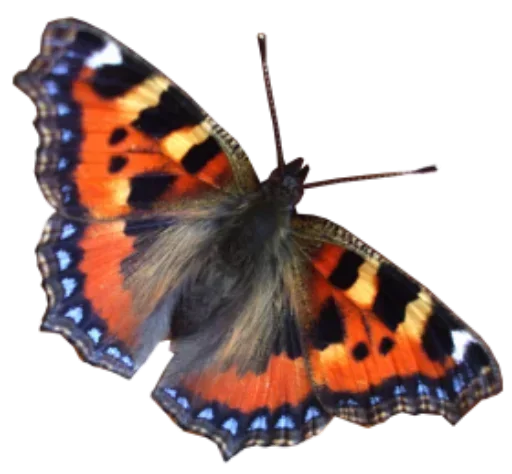 Бабочки и Радость sticker 😒
