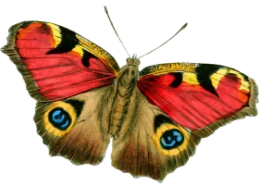 Бабочки и Радость  stiker 🤠