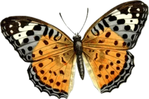 Бабочки и Радость sticker 🤠