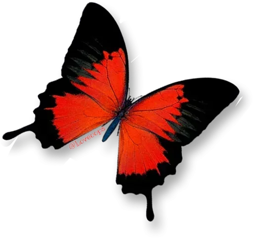 Бабочки и Радость sticker 🙁