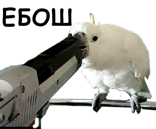Stiker Telegram блядские папуги