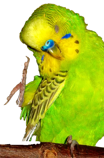 блядские папуги stiker 