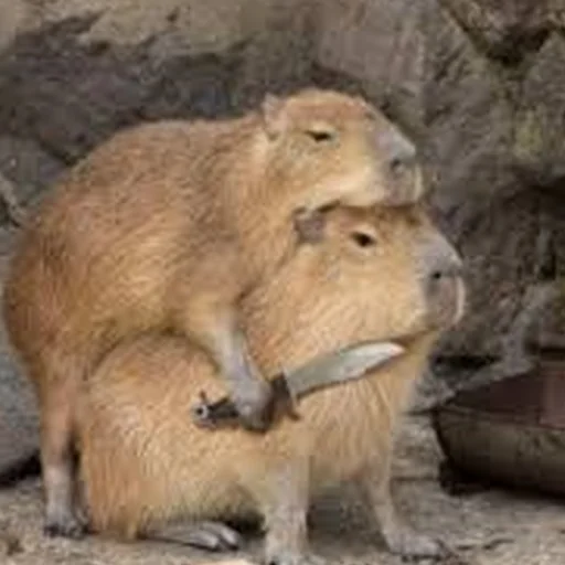 Стикеры телеграм Capybara Are My Life