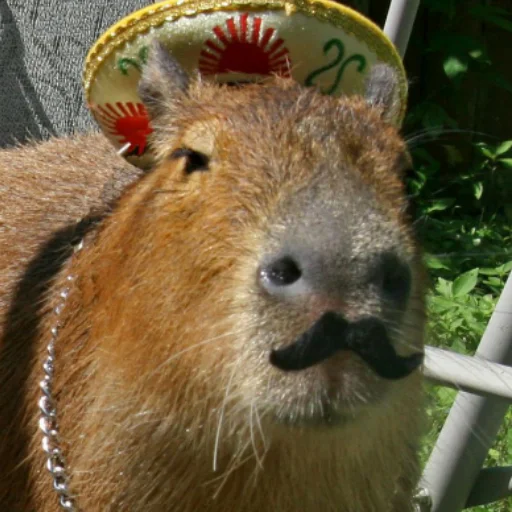 CapybaRa sticker 🇮🇹