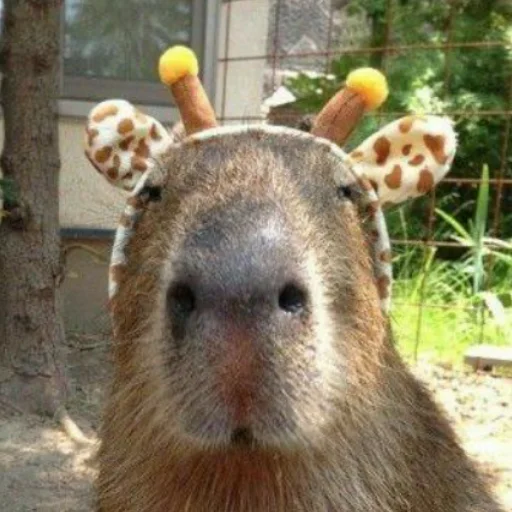 CapybaRa sticker 🦒