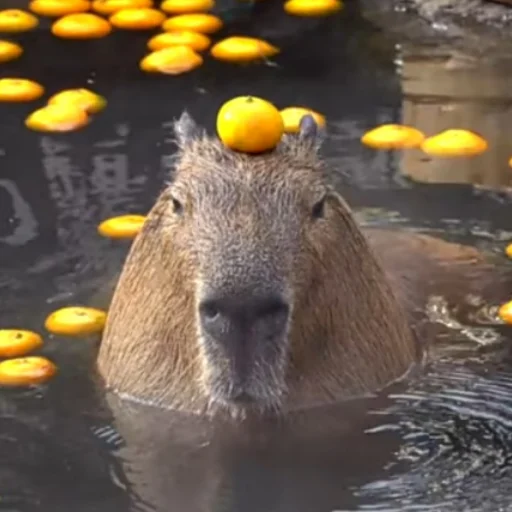 CapybaRa sticker 🍊