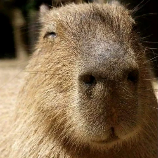 CapybaRa sticker 😌