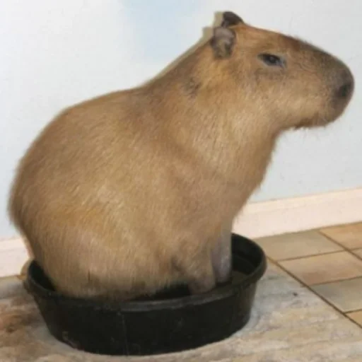 CapybaRa sticker 🪣