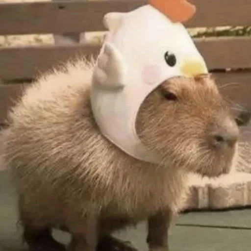 CapybaRa sticker 🐤