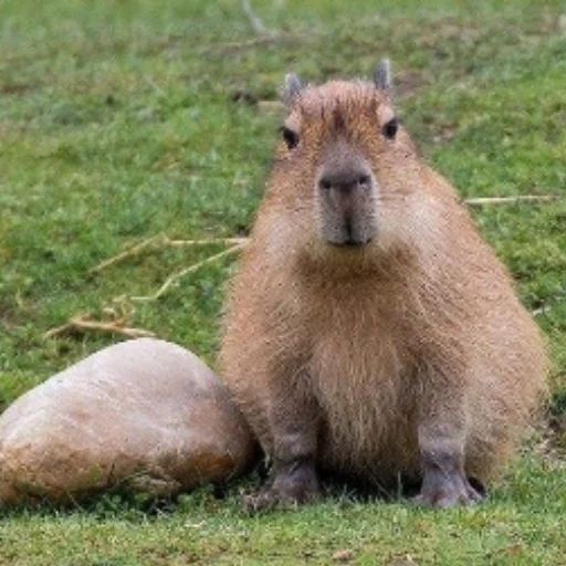 CapybaRa sticker 😊