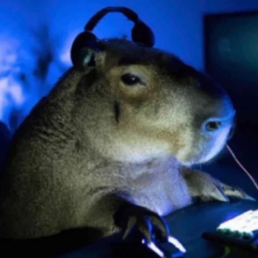 CapybaRa sticker 😐