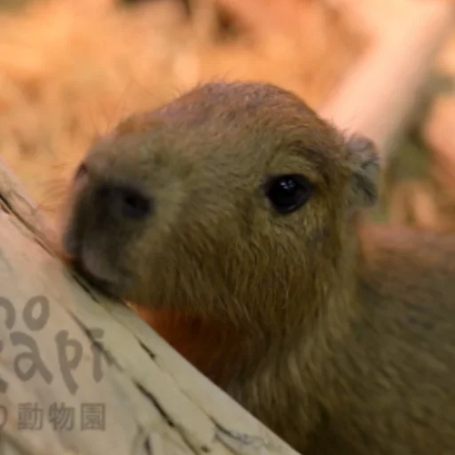 CapybaRa sticker 😊