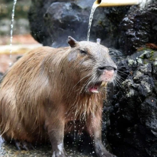 CapybaRa sticker 😦