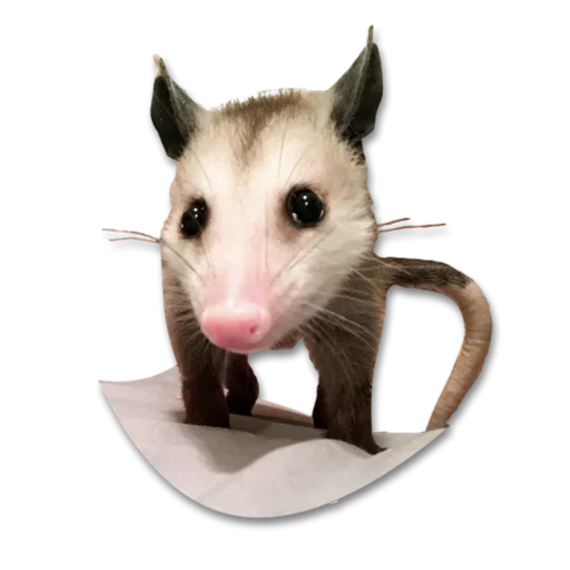 Стикер Telegram «Cute Opossum» 🤪