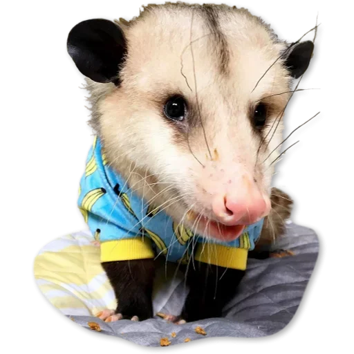 Telegram Sticker «Cute Opossum» 🤪