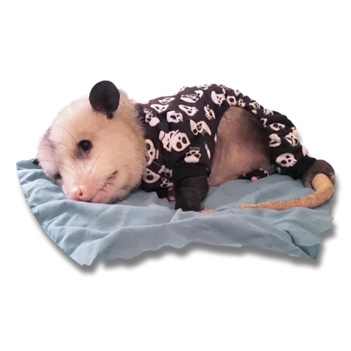 Cute Opossum sticker 😚