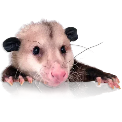 Cute Opossum sticker 🤨