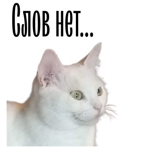 cat channel meow 2 emoji 🫣