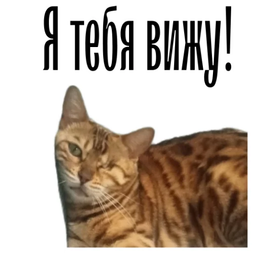 Эмодзи cat channel meow 2 🤓