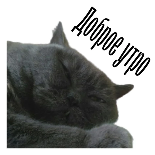 cat channel meow 2 emoji ☺️