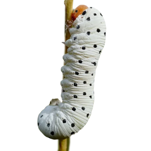 Caterpillar naljepnica 💙