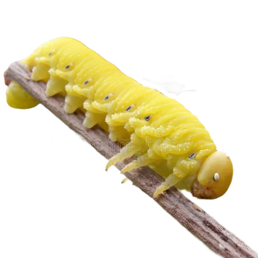 Caterpillar stiker 🌼