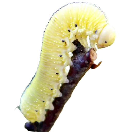 Caterpillar stiker 🤍