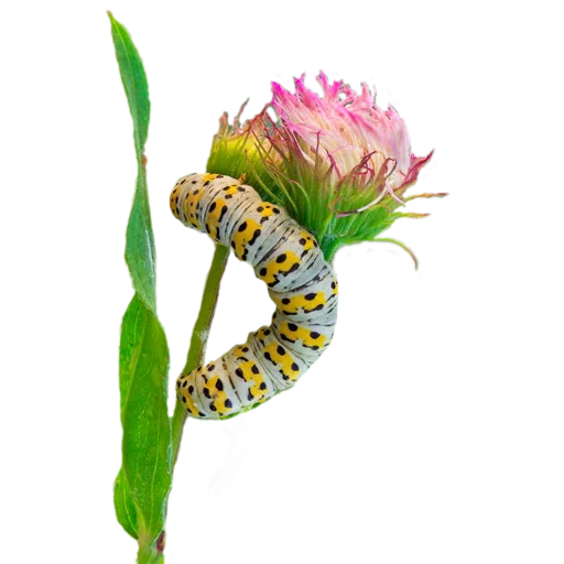 Caterpillar stiker 🌸
