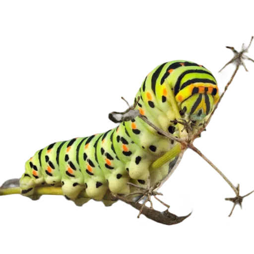 Caterpillar stiker 💚