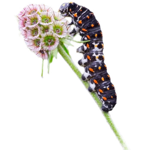Caterpillar pelekat 🖤