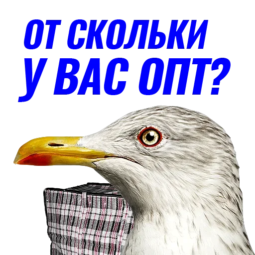 Sticker de Telegram «Чaйка» 😕