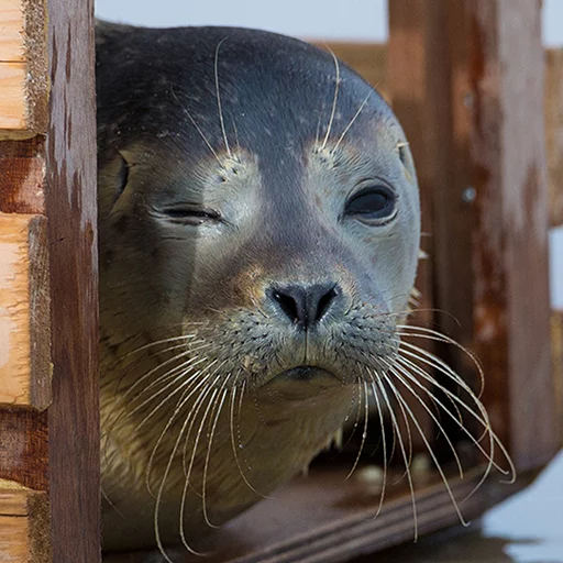 Эмодзи Seals | Тюлени 😉