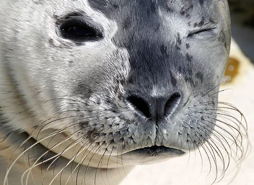 Seals | Тюлени emoji 😉