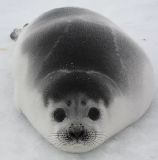 Seals | Тюлени emoji 🍙