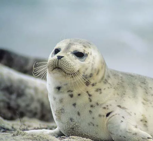 Seals | Тюлени emoji 🙂