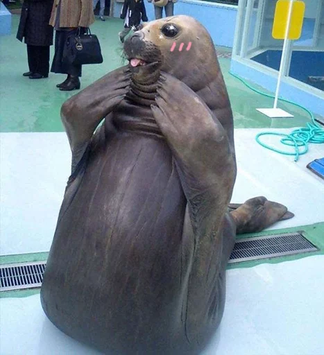 Эмодзи Seals | Тюлени 😳
