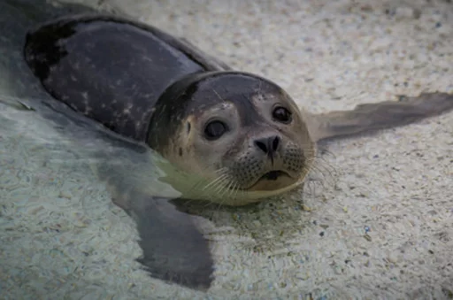 Seals | Тюлени emoji 🏝