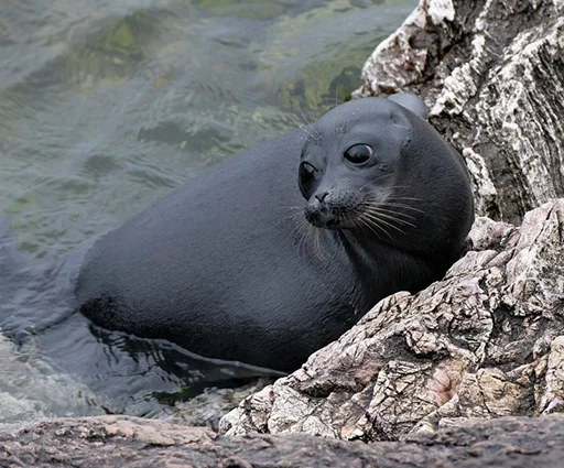 Seals | Тюлени emoji 🙄